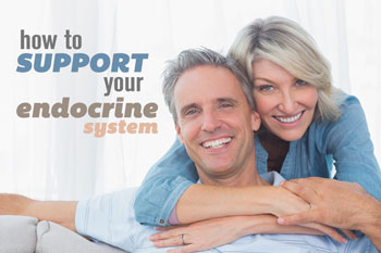 How to support your Endocrine System