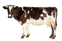 brown cow