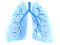 lungs