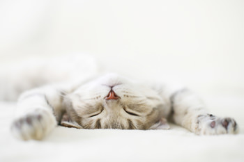 How's Your Sleep?
