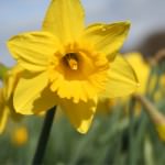 Spring Cleanse