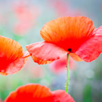 Ayurveda and Premenstrual Syndrome