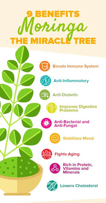 Moringa Oleifera - “Miracle of the Plant World”